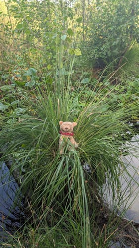 Rund um das Wittmoor