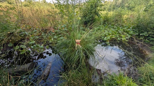 Rund um das Wittmoor