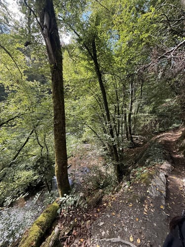Geierlayschleife (Premiumwanderweg)