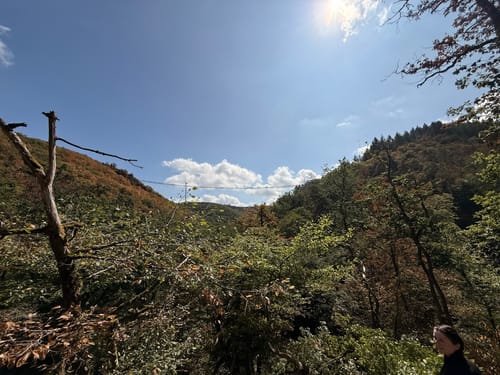 Geierlayschleife (Premiumwanderweg)