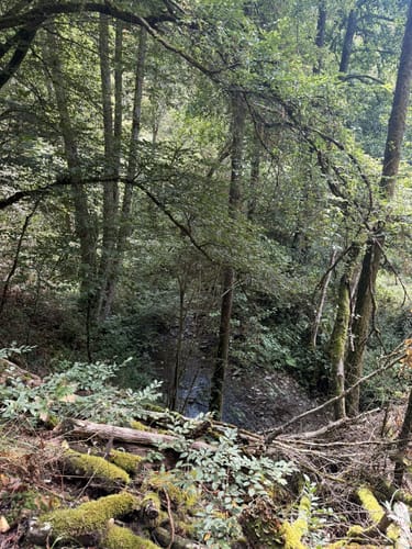 Geierlayschleife (Premiumwanderweg)