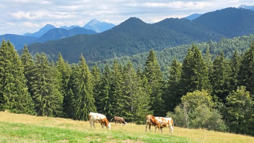 Tegernsee - Neureuth - Gindelalm - Kreuzbergalm