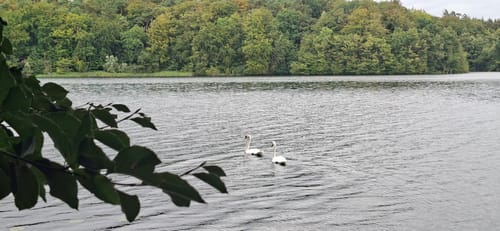 Neumühler See
