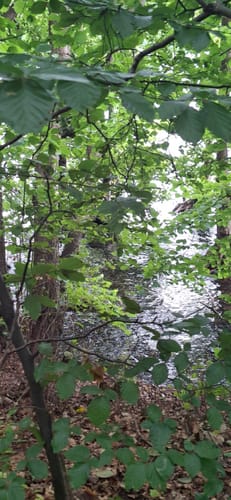 Neumühler See