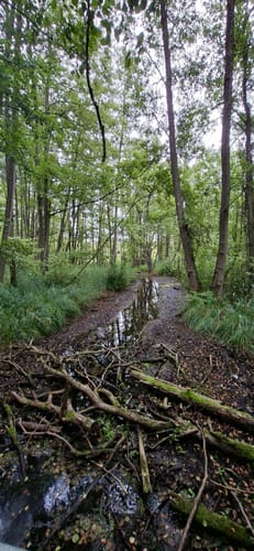 Neumühler See