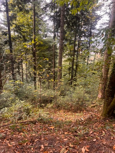 Burg Windeck Rundweg