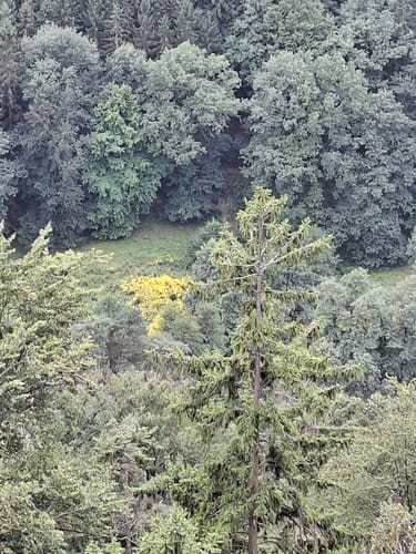 Brand Runde von Rathen [CLOSED]