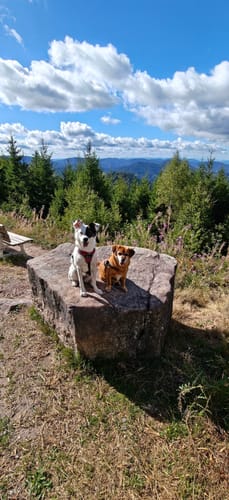 Buhlbachsee und Lotharpfad Rundwanderung