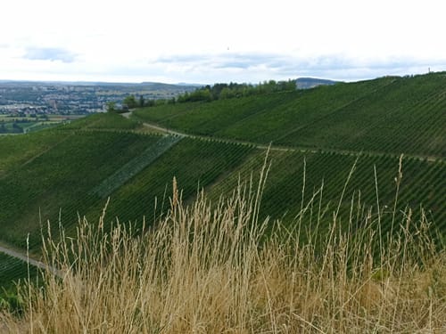 Strümpfelbacher Skulpturenpfad Nuss