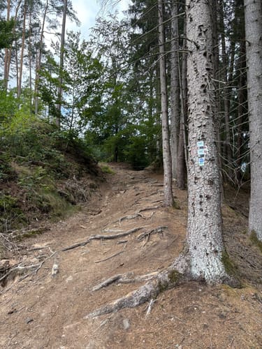 Burgwaldpfad (Fernwanderweg)
