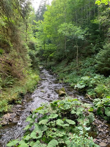 Wutenbachschlucht und Rotenbachschlucht Runde aus Holzschlag