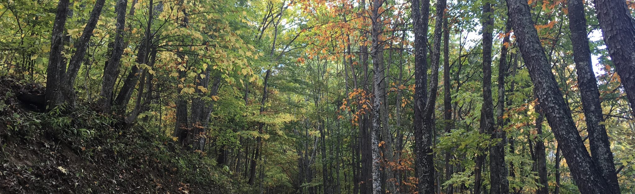 Ferguson Cabin Trail Loop, North Carolina 245 Reviews, Map AllTrails