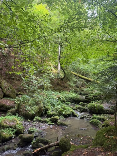 Durch die Monbachtal-Schlucht