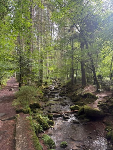 Durch die Monbachtal-Schlucht
