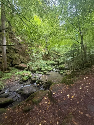 Durch die Monbachtal-Schlucht