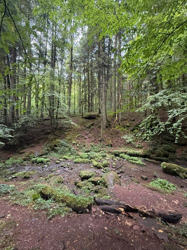 Durch die Monbachtal-Schlucht