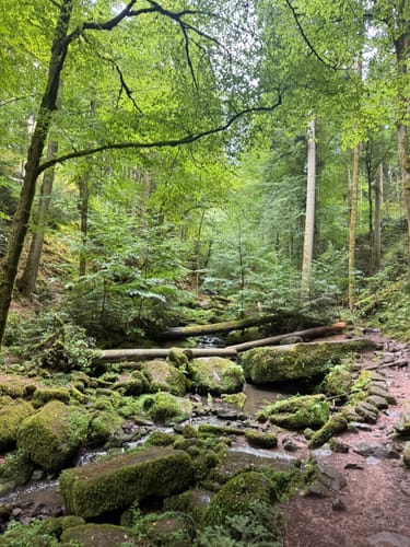 Durch die Monbachtal-Schlucht