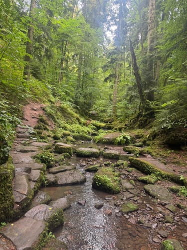 Durch die Monbachtal-Schlucht