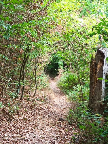 Urwaldsteig Etappe 6: Scheid - Waldeck