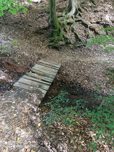 Urwaldsteig Etappe 6: Scheid - Waldeck