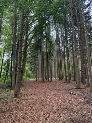 Beuron Trail (Premiumwanderweg)