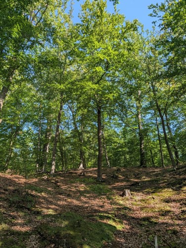 Siebenhügelweg