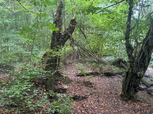 Stinderbachtal und Nösenberg