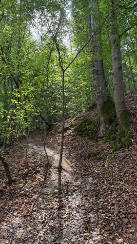 Den Eltzbach hinauf zur Burg Eltz