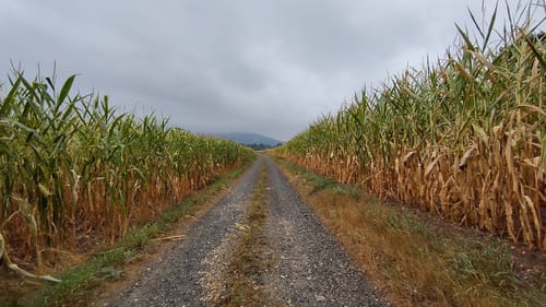 Rundweg NE6 - Auf dem ehemaligen Grenzweg