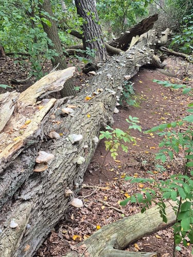 Wanderweg Schmöckwitzer Werder