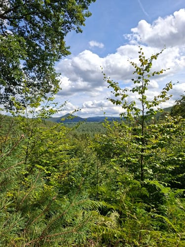 Napoleon-Steig (Premiumwanderweg)