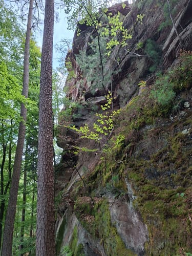 Napoleon-Steig (Premiumwanderweg)