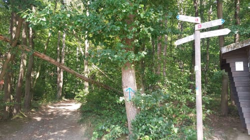Apollinaris-Schleife (Premiumwanderweg)