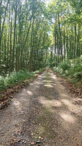 Apollinaris-Schleife (Premiumwanderweg)