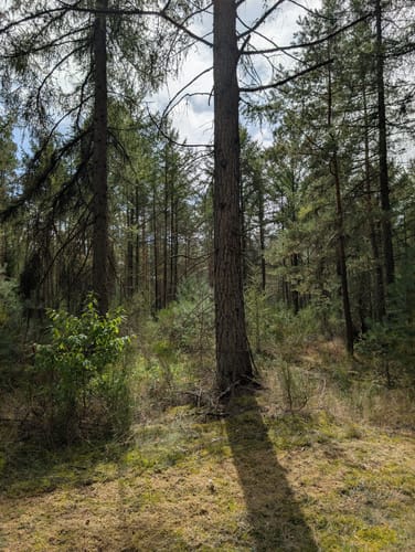 Südheide 'Dem Förster über die Schulter geschaut' W12m (mittlere Tour)