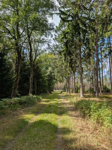 Südheide 'Dem Förster über die Schulter geschaut' W12m (mittlere Tour)