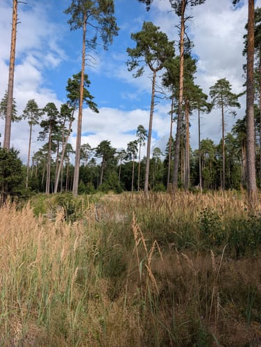 Südheide 'Dem Förster über die Schulter geschaut' W12m (mittlere Tour)