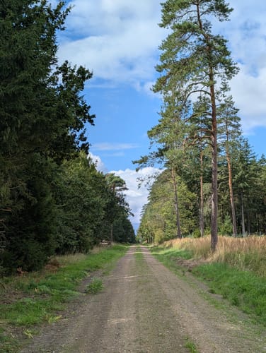 Südheide 'Dem Förster über die Schulter geschaut' W12m (mittlere Tour)