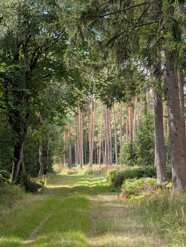 Südheide 'Dem Förster über die Schulter geschaut' W12m (mittlere Tour)