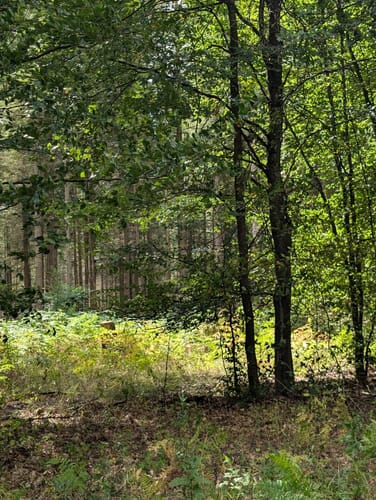 Südheide 'Dem Förster über die Schulter geschaut' W12m (mittlere Tour)