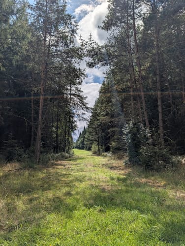 Südheide 'Dem Förster über die Schulter geschaut' W12m (mittlere Tour)