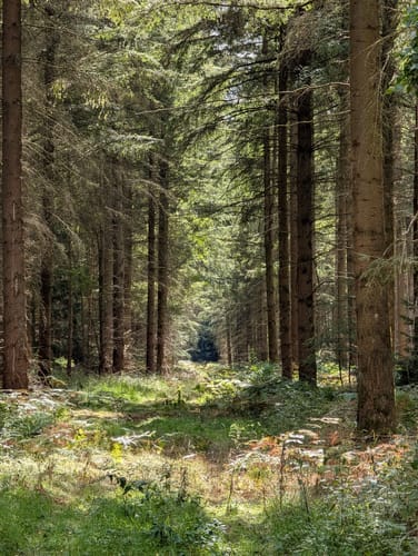 Südheide 'Dem Förster über die Schulter geschaut' W12m (mittlere Tour)