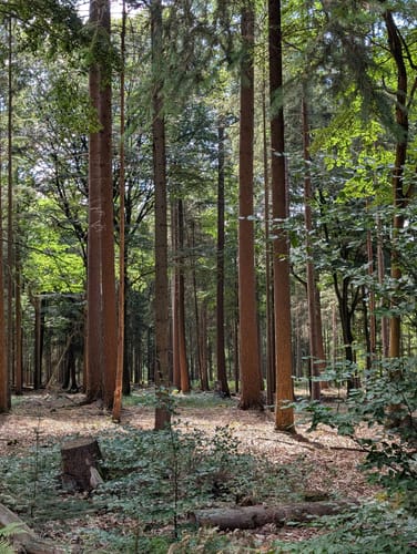 Südheide 'Dem Förster über die Schulter geschaut' W12m (mittlere Tour)