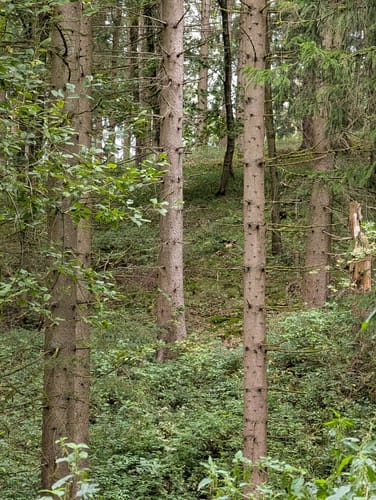 Bielsteinschlucht
