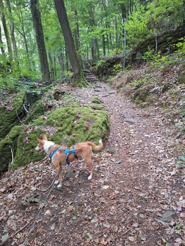 Felsenweg 3 (Bollendorf/Bollenduerf)