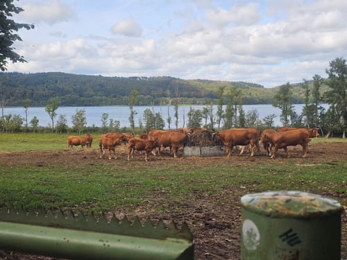 Rundweg um den Laacher See