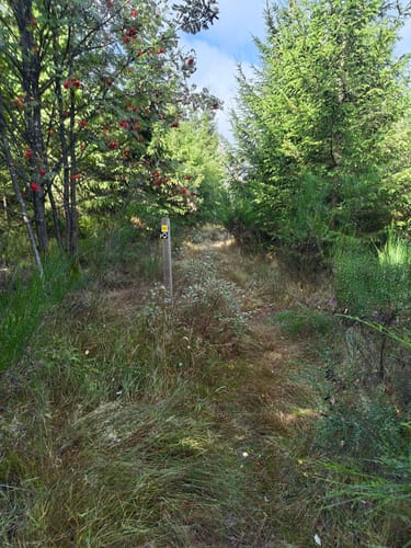 Krenkeltal und Goldener Zapfen