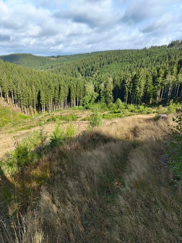 Krenkeltal und Goldener Zapfen