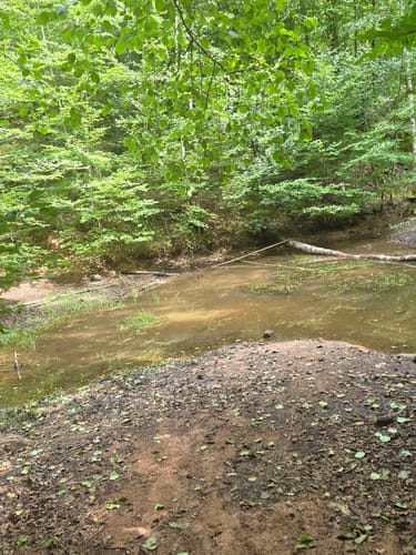 Felsenwald (Premiumwanderweg)