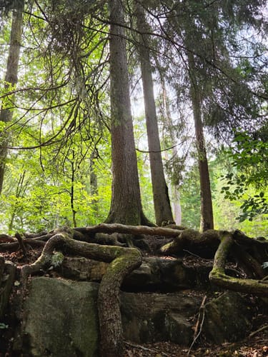 Felsenwald (Premiumwanderweg)